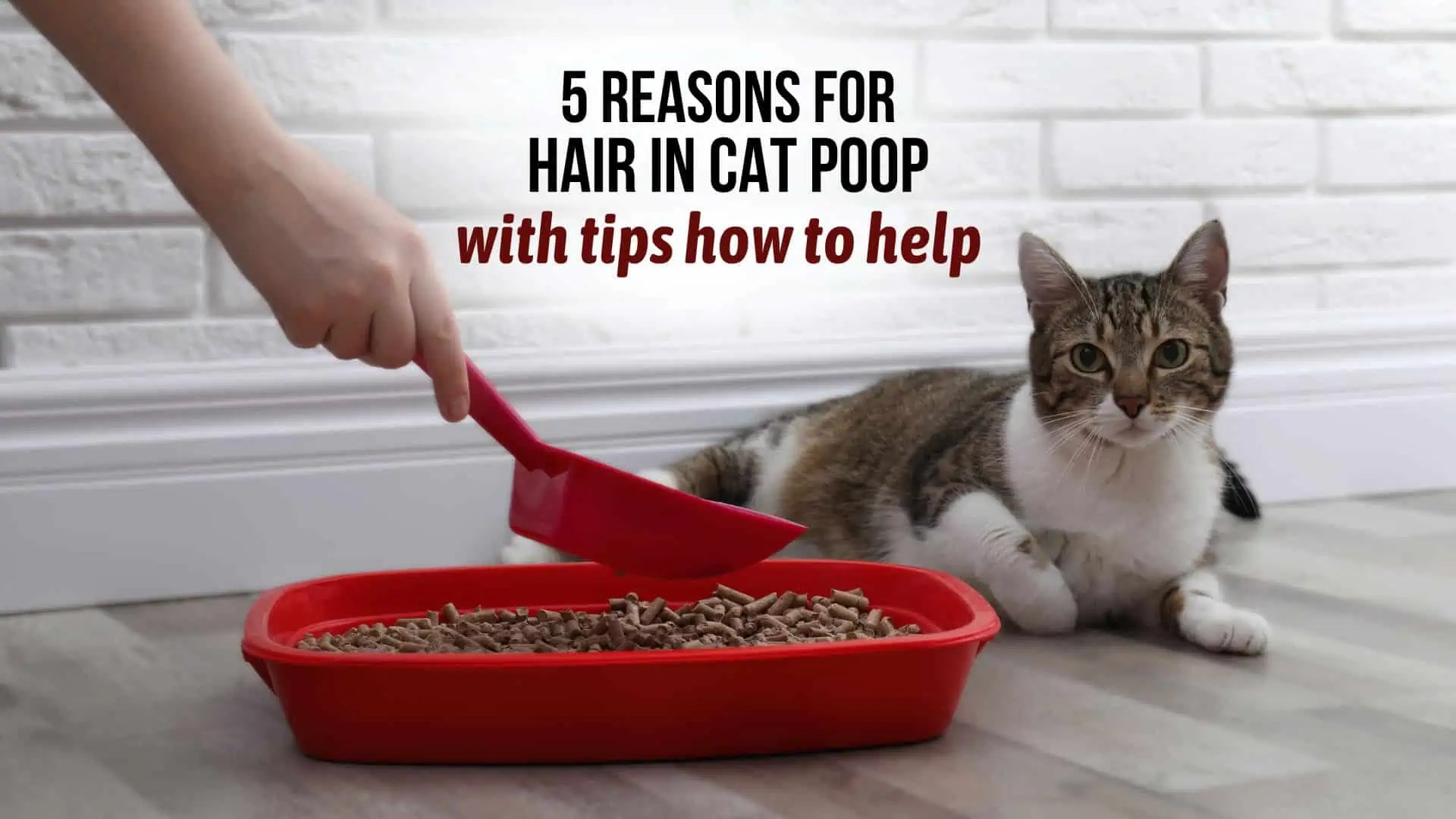 5 Reasons For Hair In Cat Poop With Tips How To Help