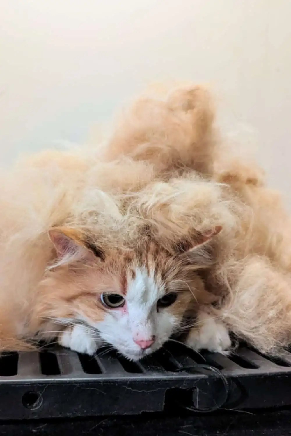 5 Reasons For An Unhealthy Cat Coat And Tips On How To Help