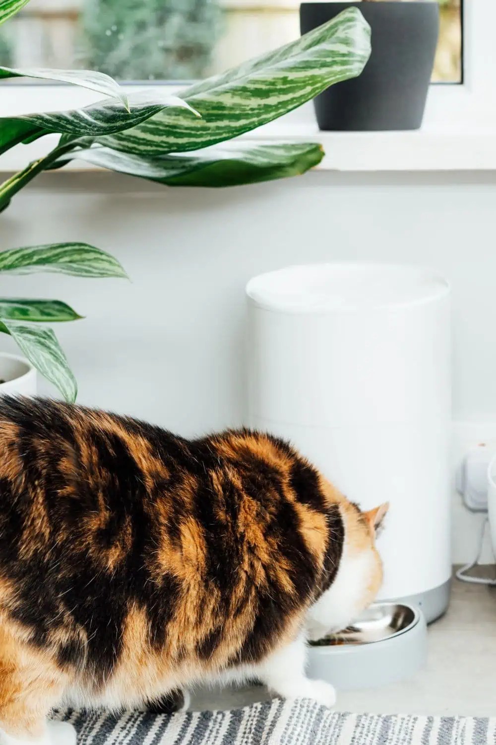 Automatic Wet Cat Food Feeder With Refrigerator Review