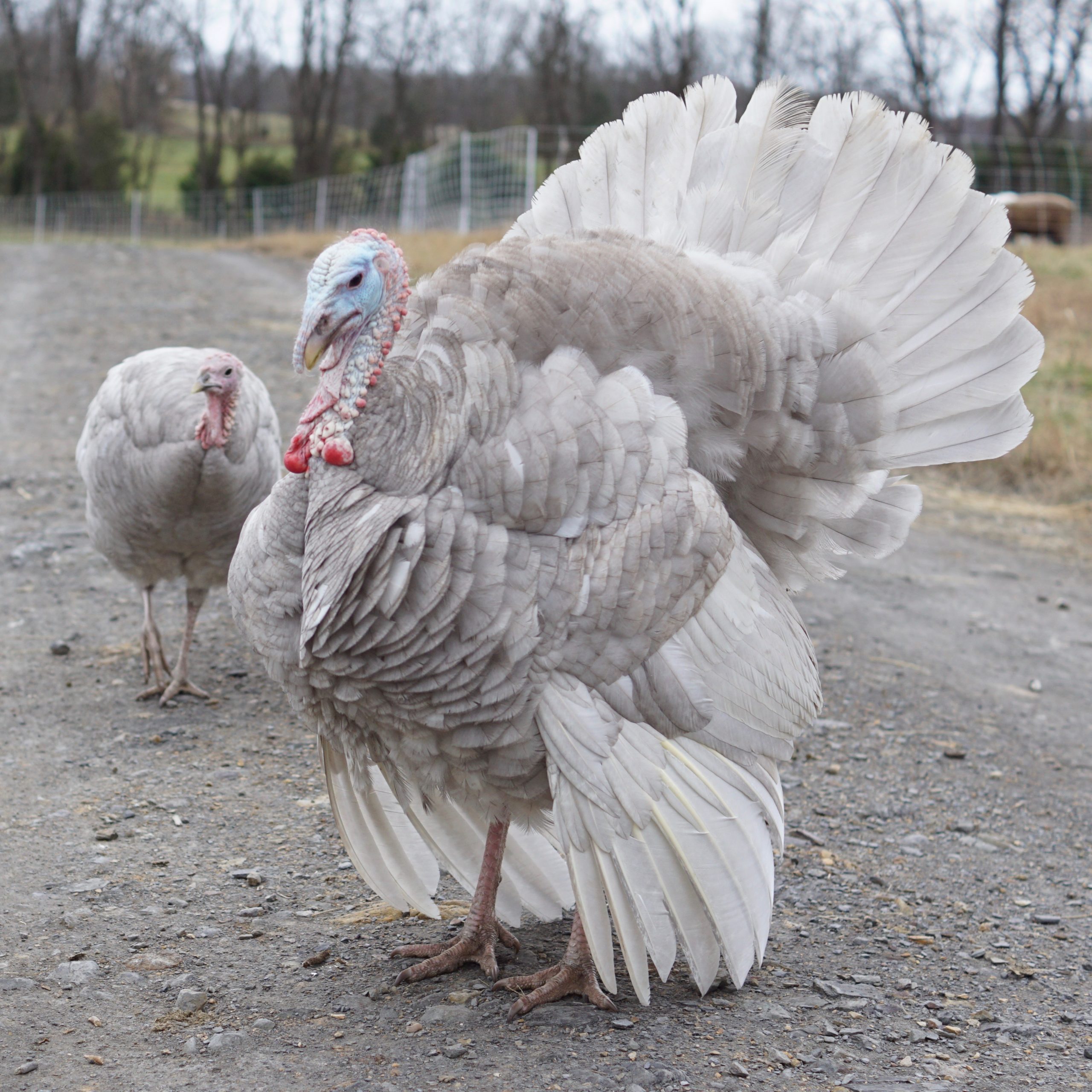 Blue Slate Turkey Better With Thyme