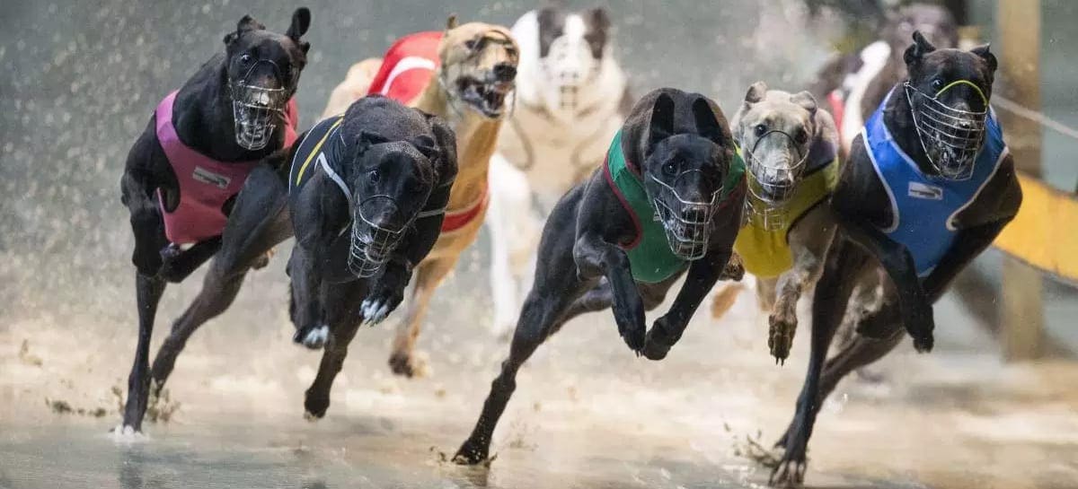 Greyhound Betting Australia Best Dog Bookmaker Sites 2020