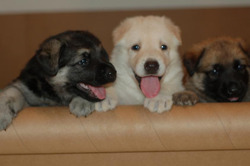 Beulah Land German Shepherds