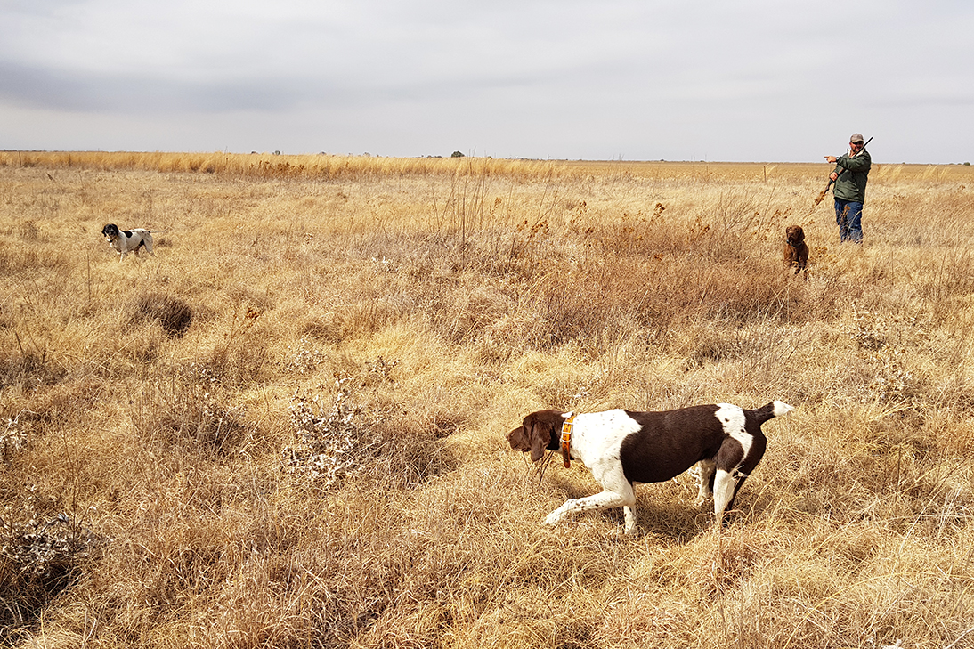 Beulah WING SHOOTING Leaders in SouthernAfrica