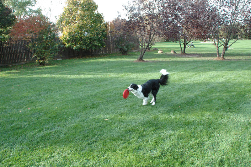 Bark Park Rules and Guidelines Beverly's Pet Resort Dog Boarding Daycare Training Bark Park