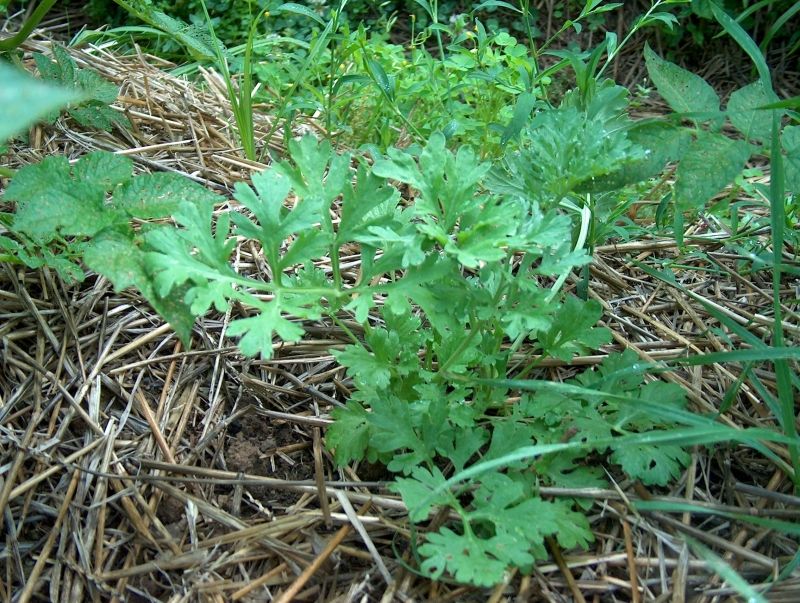 Treat Parasites With Wormwood Be Well Buzz