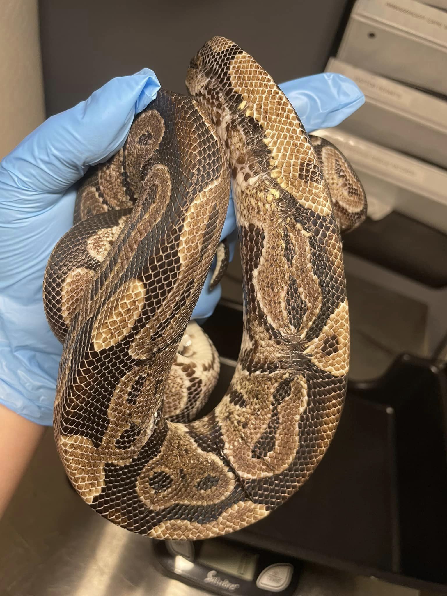 Vitamin C Deficiency in Snakes BeWild Reptile Rescue