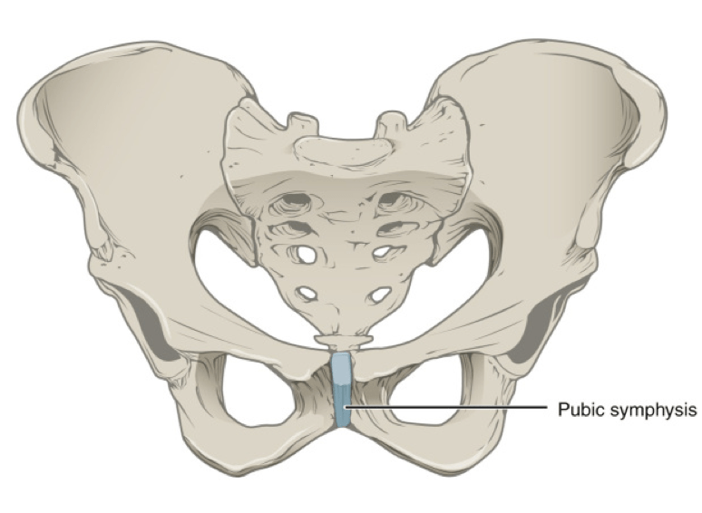 Relieving pubic symphysis pain during & after pregnancy Beyond Birthing
