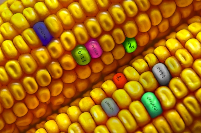 Eat GMOs, get fat?