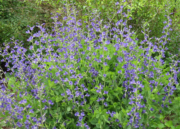Baptisia australis (Blue False Indigo) Bet you Can't Resist It