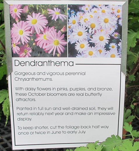 How to Grow Mums that Come Back Every Year - Beyond Behnkes