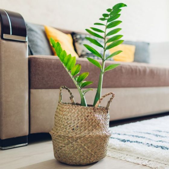 Architectural Look, Easy Care ZZ Plant from Nature Hills