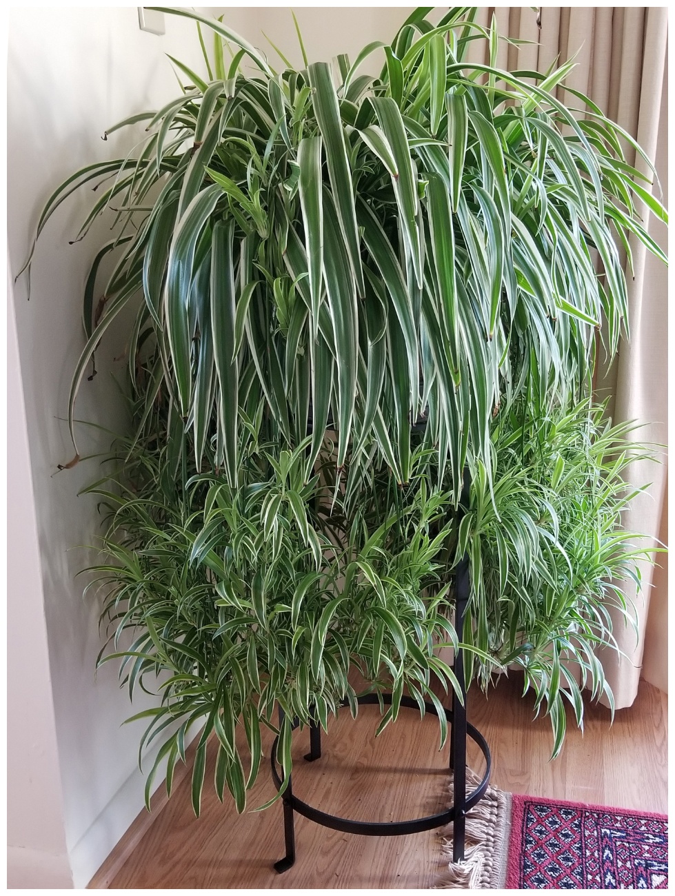 Spider Plant (Chlorophytum Comosum) Guide Our House Plants, 60 OFF