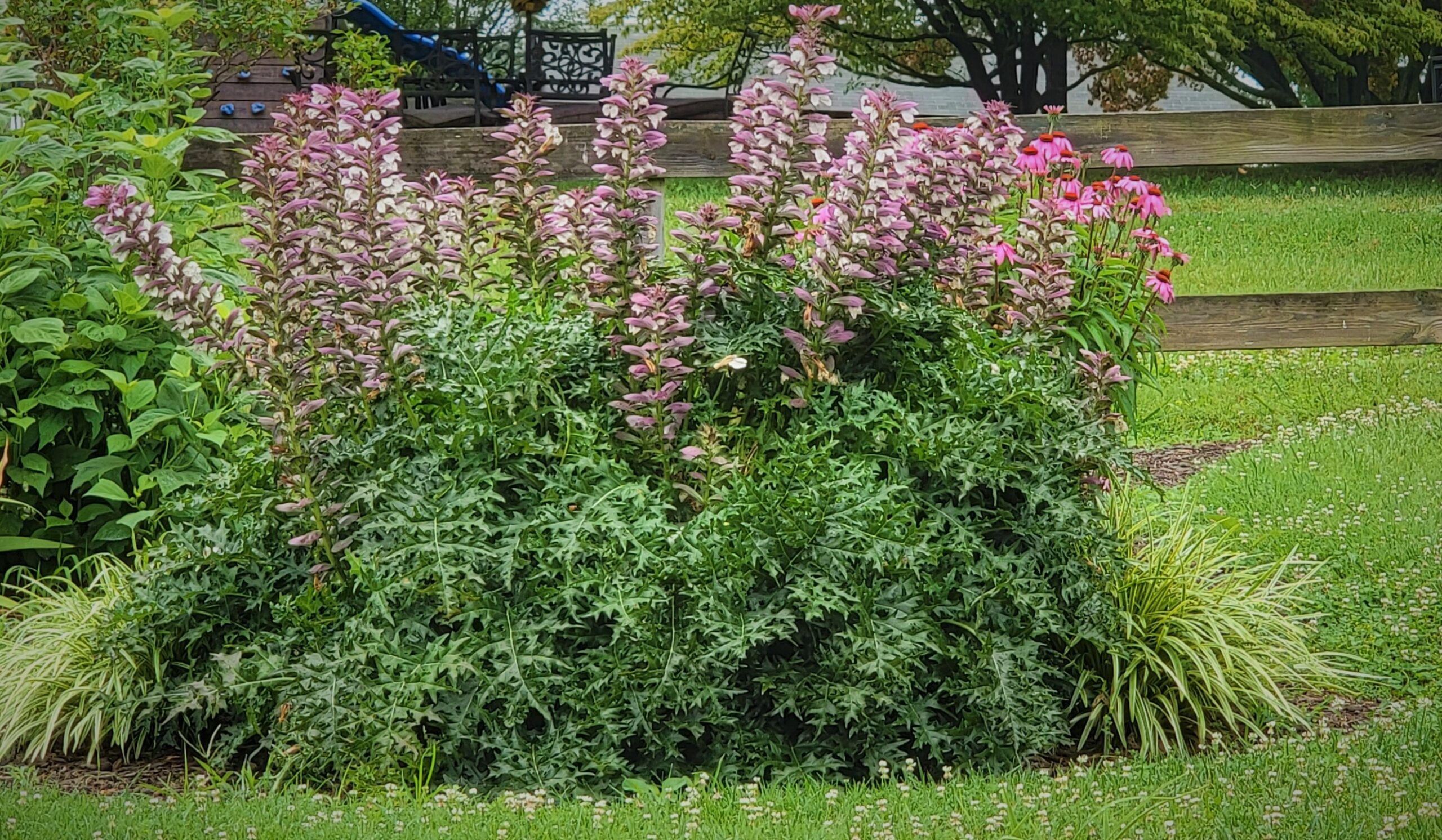 Bear's Breeches 'Acanthus spinosus' Beyond Behnkes