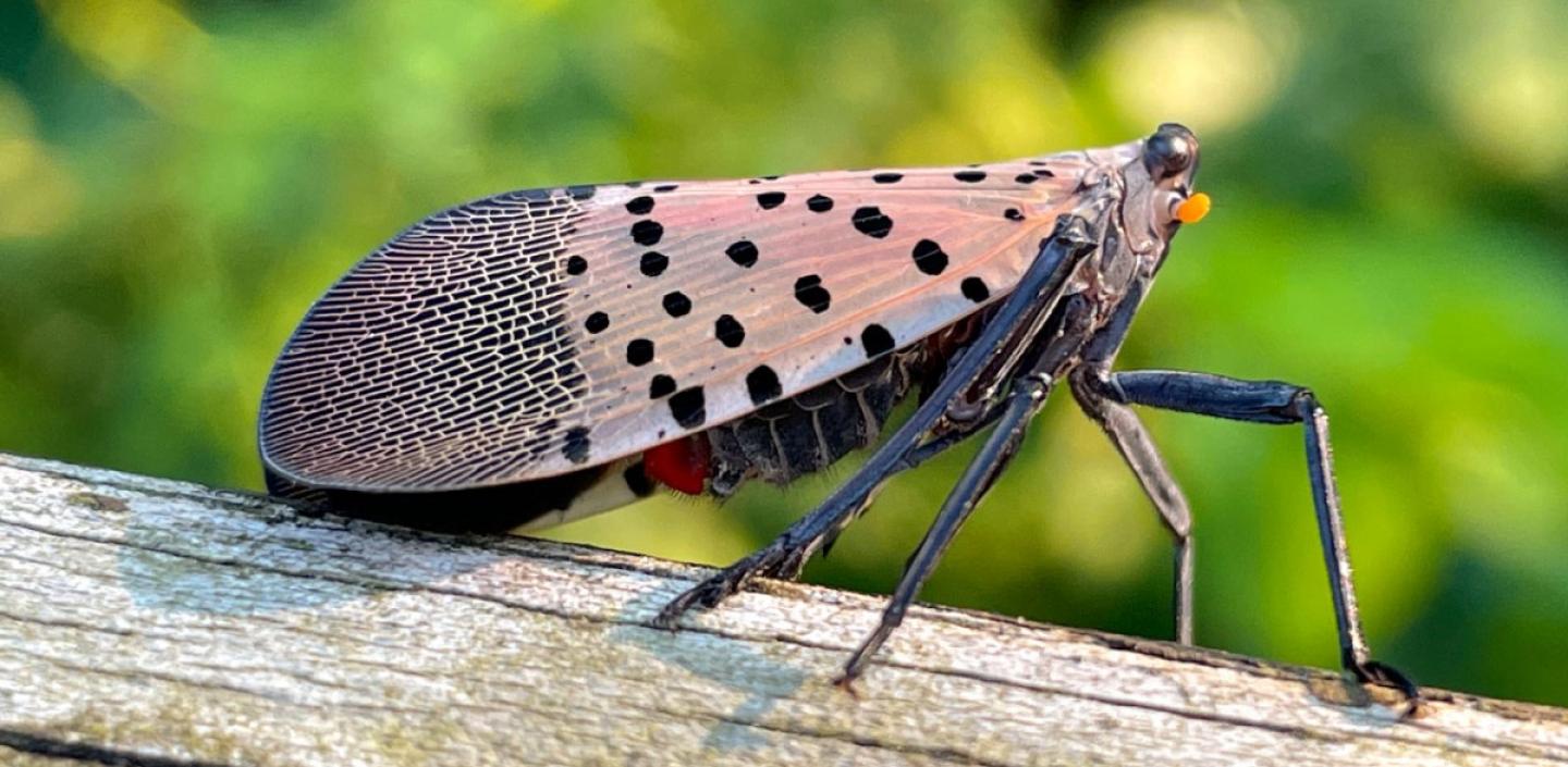 How to Identify and Eradicate Spotted Lanternfly Eggs