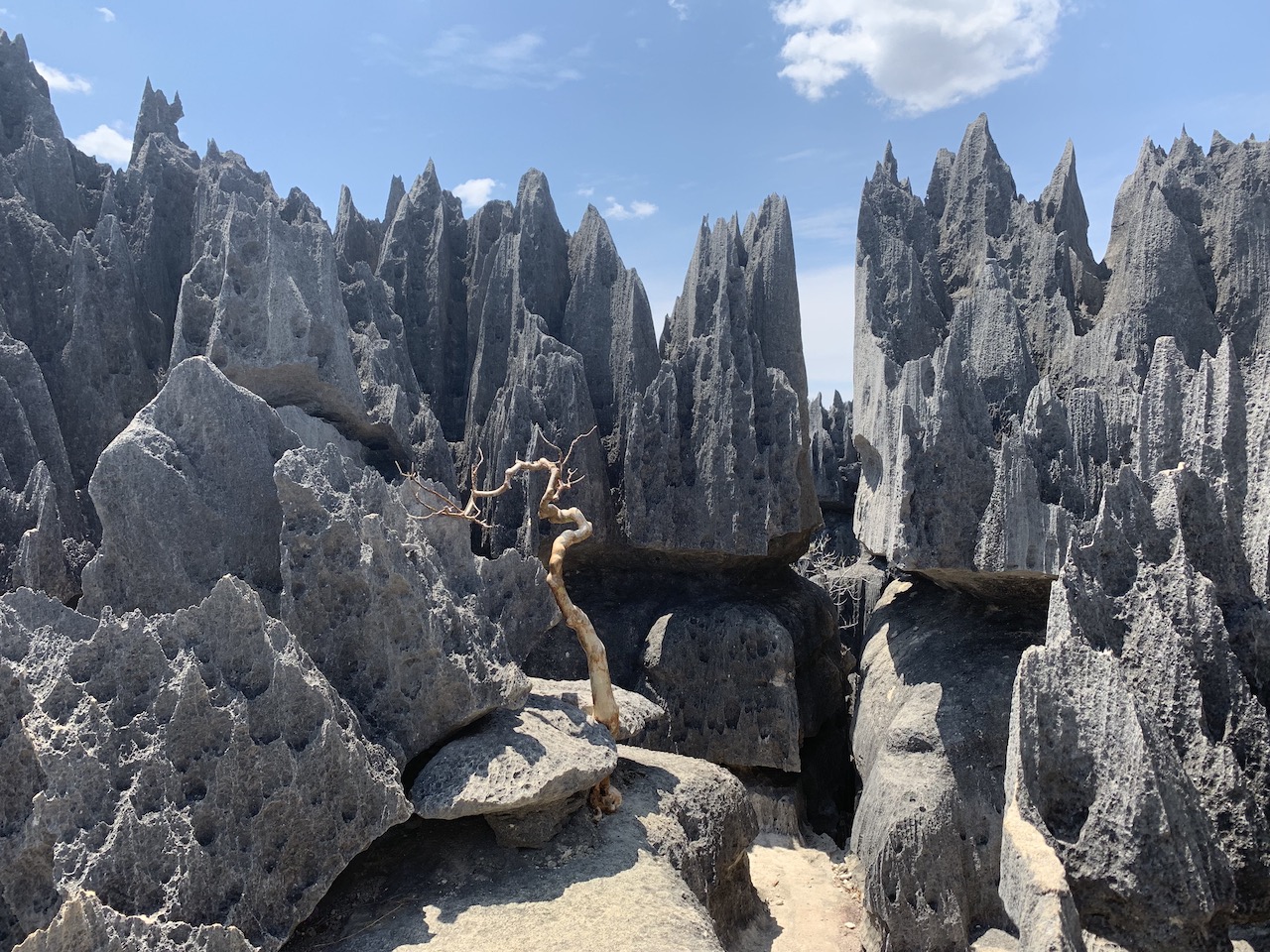 The Rock Forests of Tsingy de Bemaraha, Madagascar Beyonder