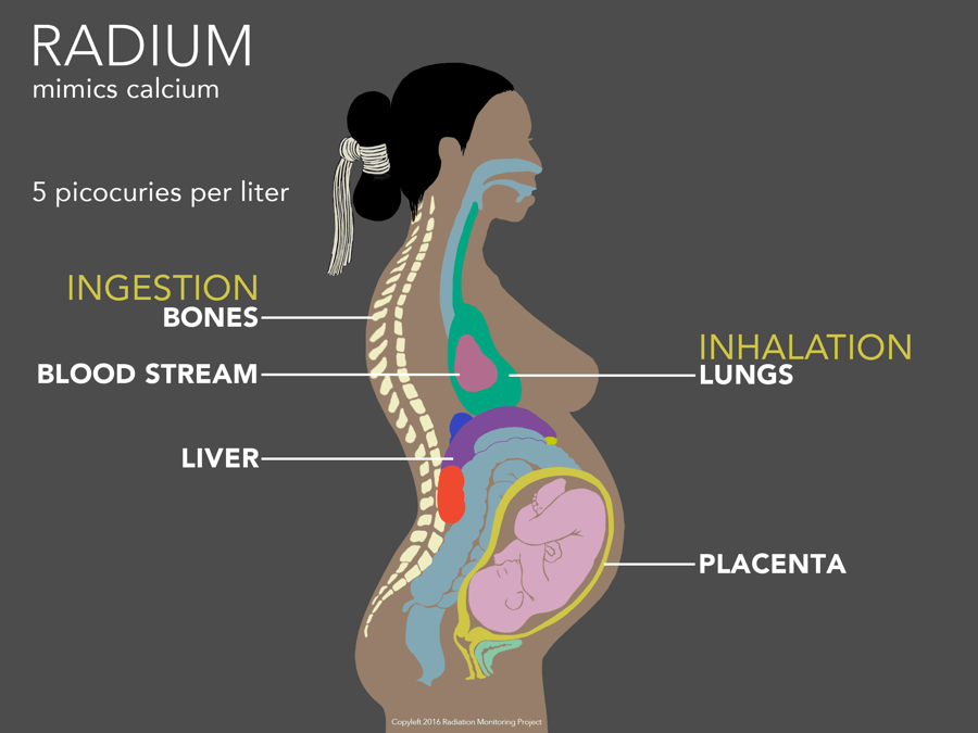 The uranium map in our bodies Beyond Nuclear International