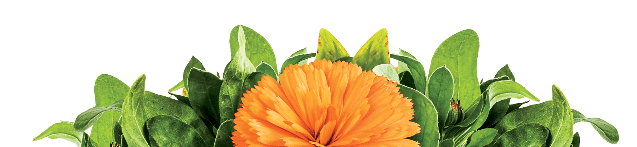 Organic AllPurpose Potting Mix Soil Mixes Beyond Peat
