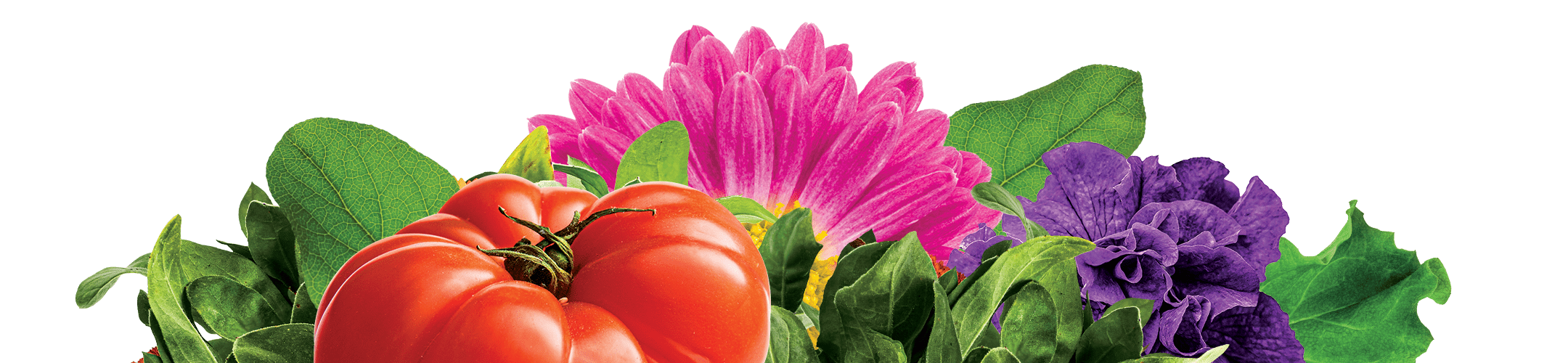 Organic AllPurpose Raised Bed Mix Soil Mixes Beyond Peat