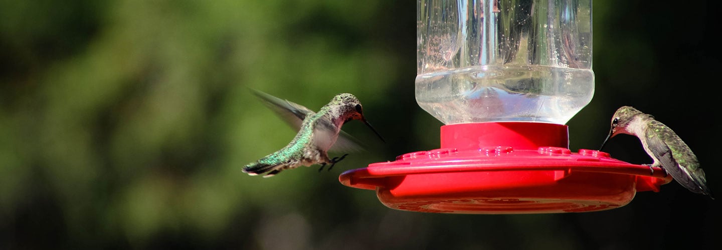 Make a Succulent Container Garden Hummingbird Feeder Beyond Peat
