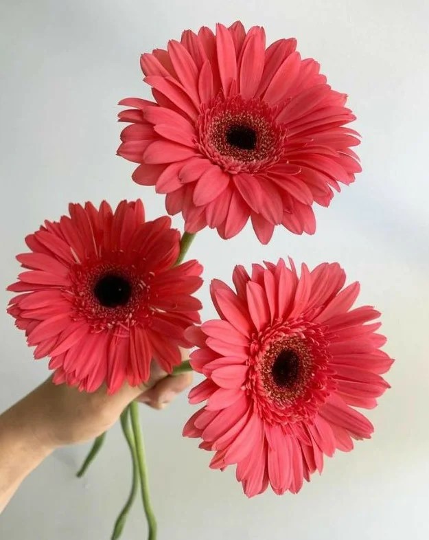 Arti Bunga Gerbera Daisy Apa Sih? Nih Pahami Dulu