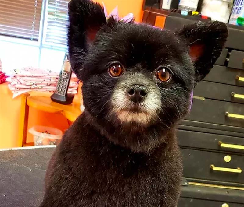 10 Best Groomers of the Greater Houston Area Beyond the Dog