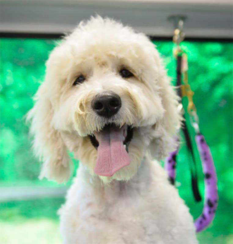 10 Best Groomers of the Greater Houston Area Beyond the Dog