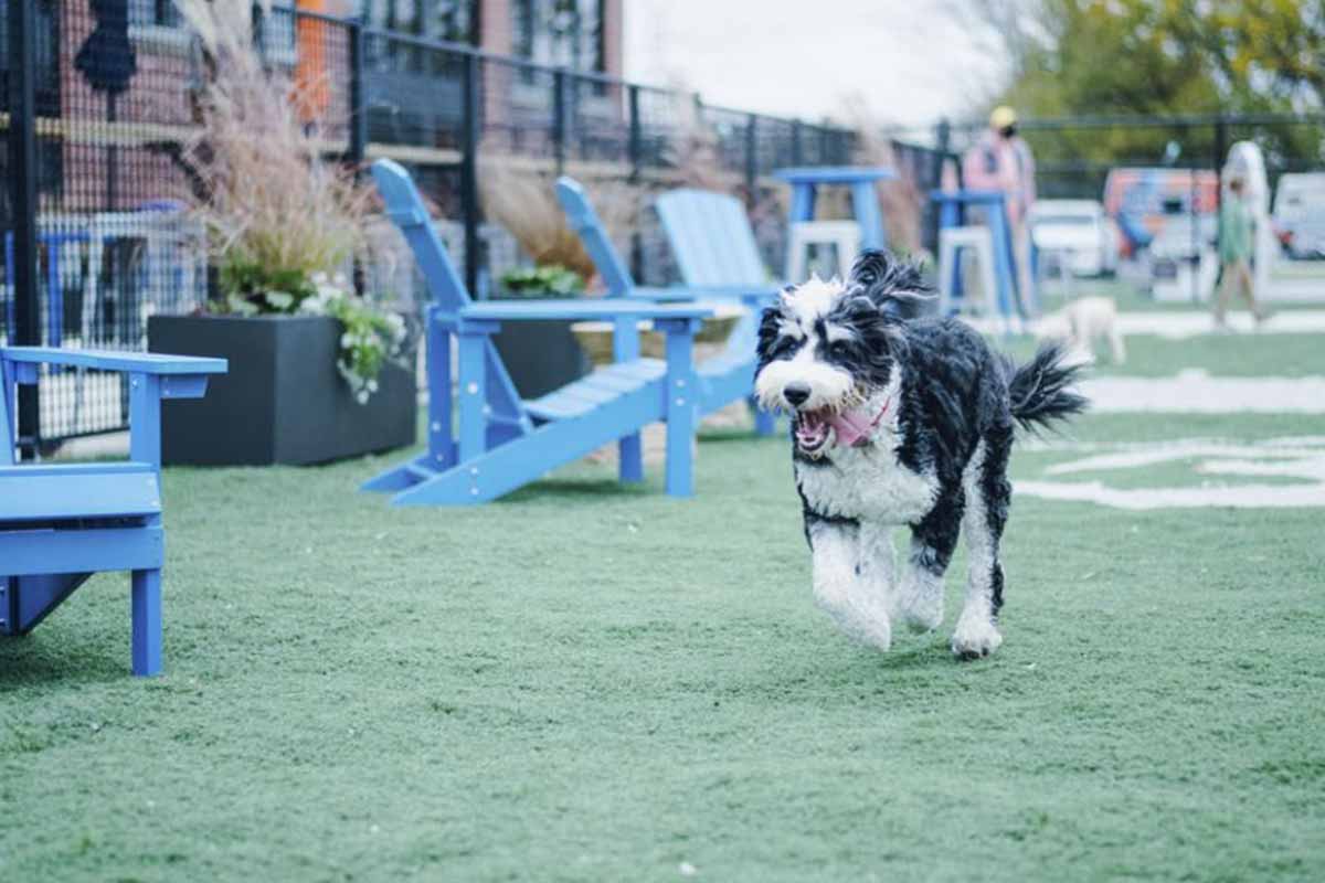 Weekend Trip With Your Dog St. Louis DogFriendly Restaurants, Patios, Bars Beyond the Dog