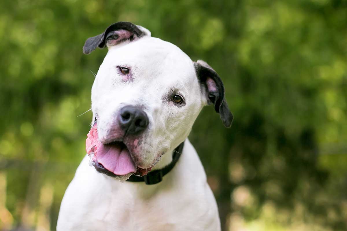 Does Behavior Modification Work with Dogs? Beyond the Dog