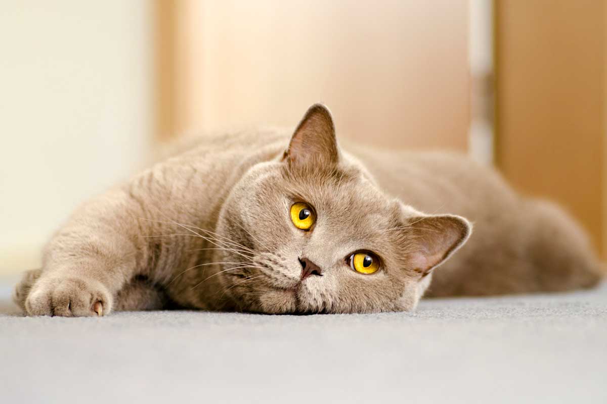 Cat Training Kansas City