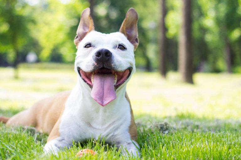 InHome Dog Training Kansas City