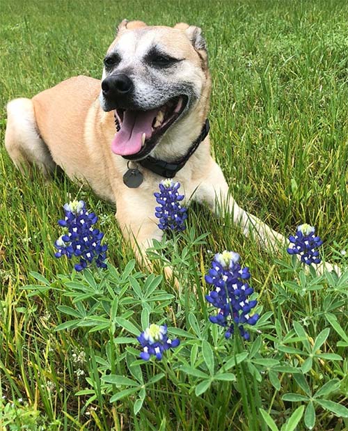 Best Wildflower Viewing Areas With Dogs Beyond the Dog