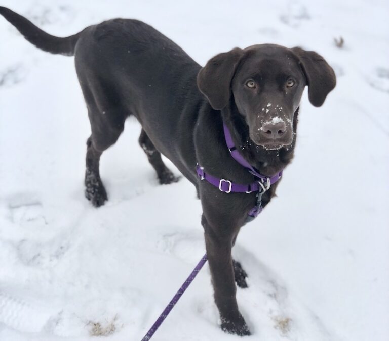 Do Old Dogs Get Cold Easily