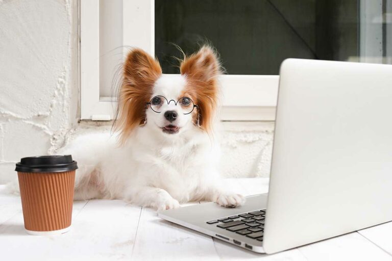 What is Behavior Modification with Dogs? Beyond the Dog