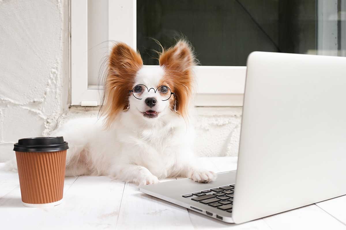 What is Behavior Modification with Dogs? Beyond the Dog