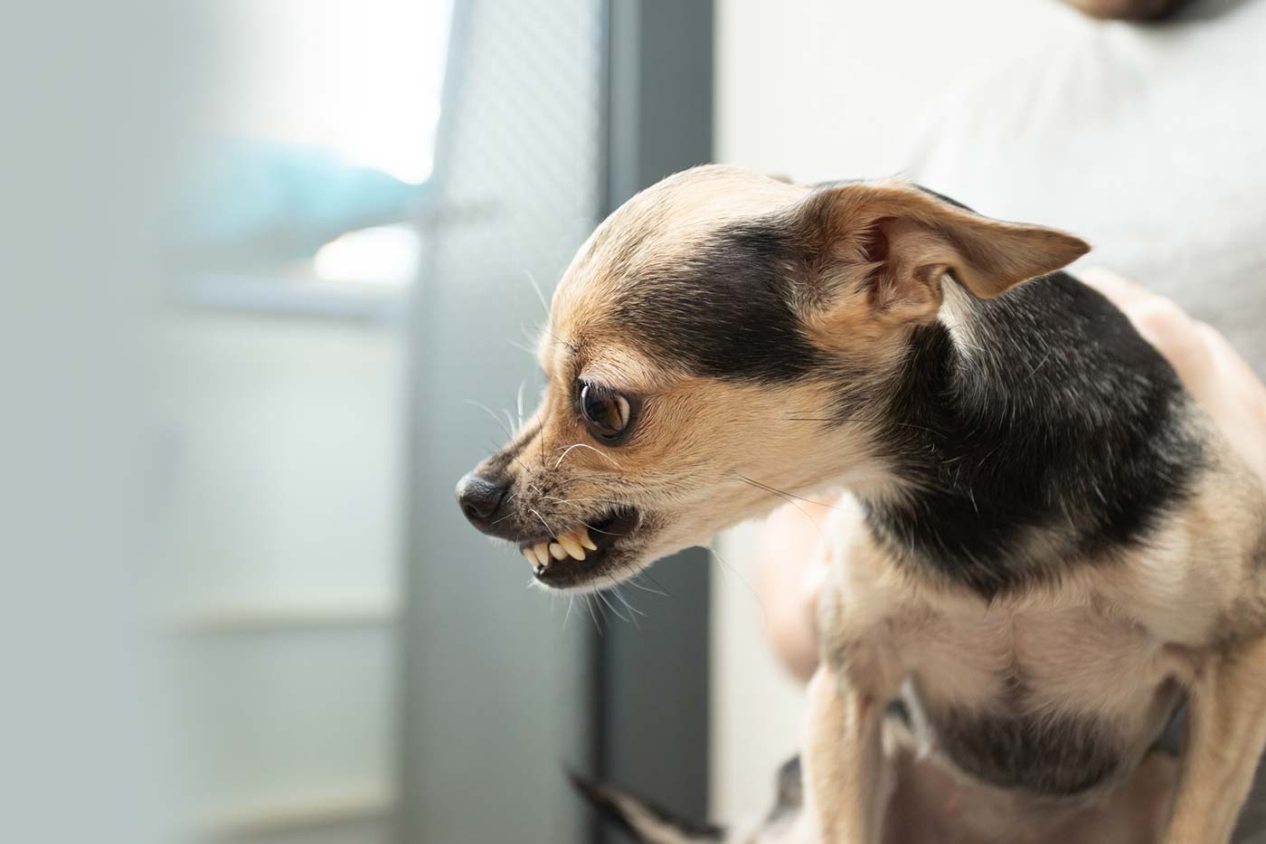 Houston’s Resource Guarding Puppy Training Beyond the Dog