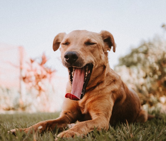 Why Does My Dog Yawn? Beyond the Dog
