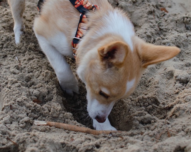 Why Do Dogs Dig? Beyond the Dog