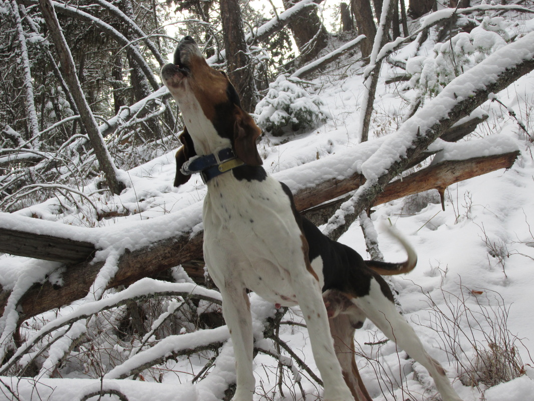 Release The Hounds, By Ryan Berard, Houndsman & Guide Outfitter