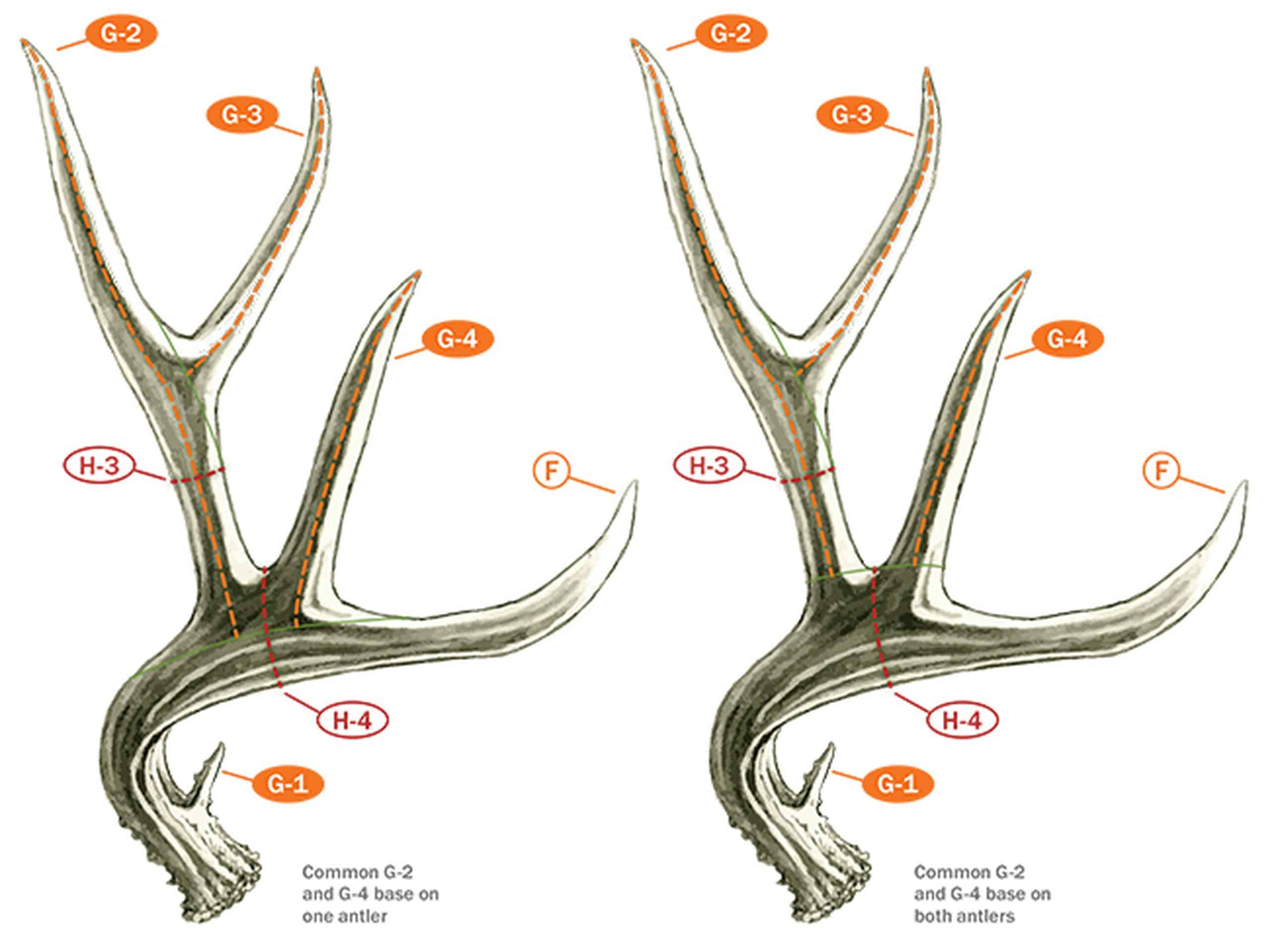 Measuring and Scoring Mule and Blacktail Deer - B&C Club Official Guide