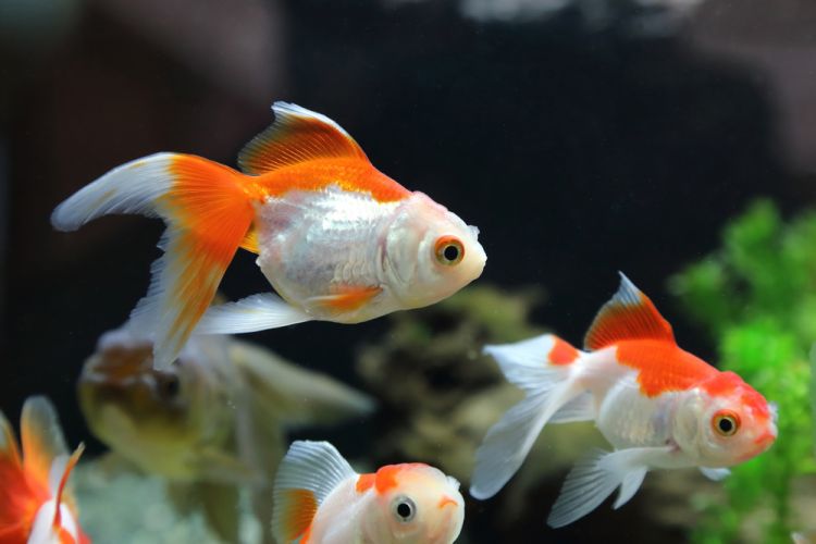 20 Types of Goldfish for Aquarium (Oranda, Shubunkin, Bubble Eye, Etc)