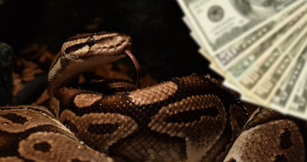 How Much Does A Corn Snake Cost? (2020 Cost Breakdown) Beyond The Treat