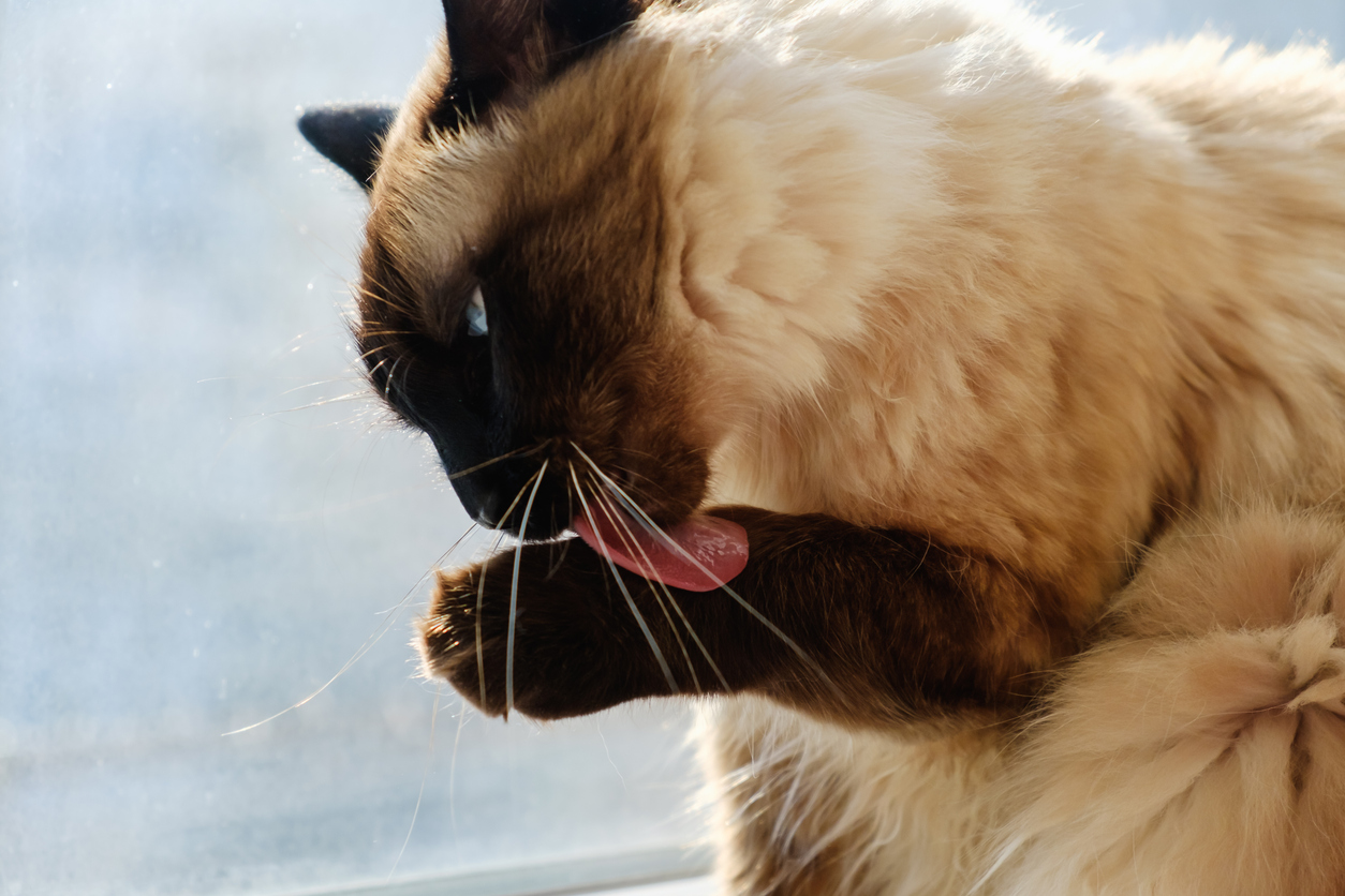 Cat Drooling Causes, Concerns, and What You Need to Know Best