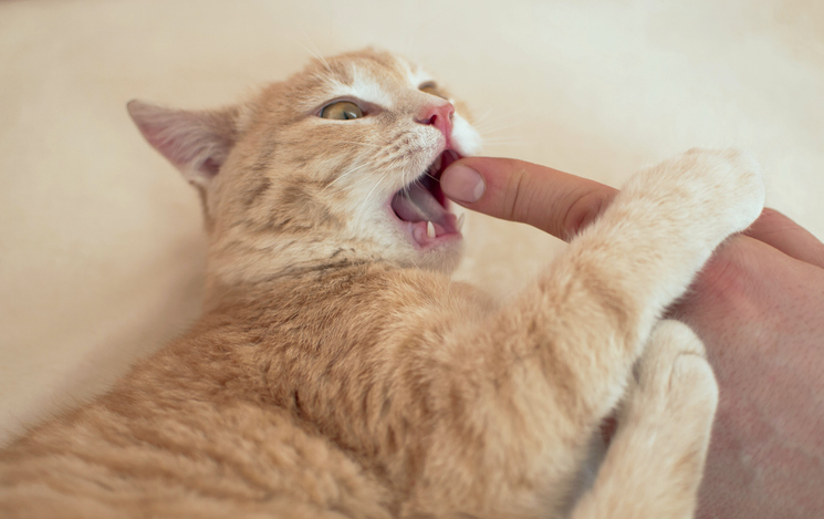 Understanding Cat’s Gentle Biting: Playful Nips and Affectionate Bites