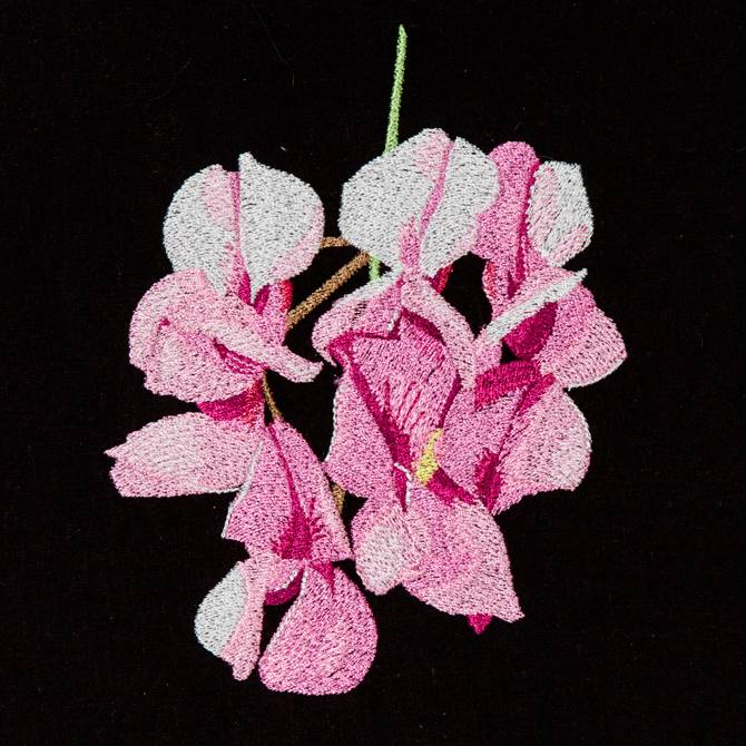 BFC1173 South African Flowers