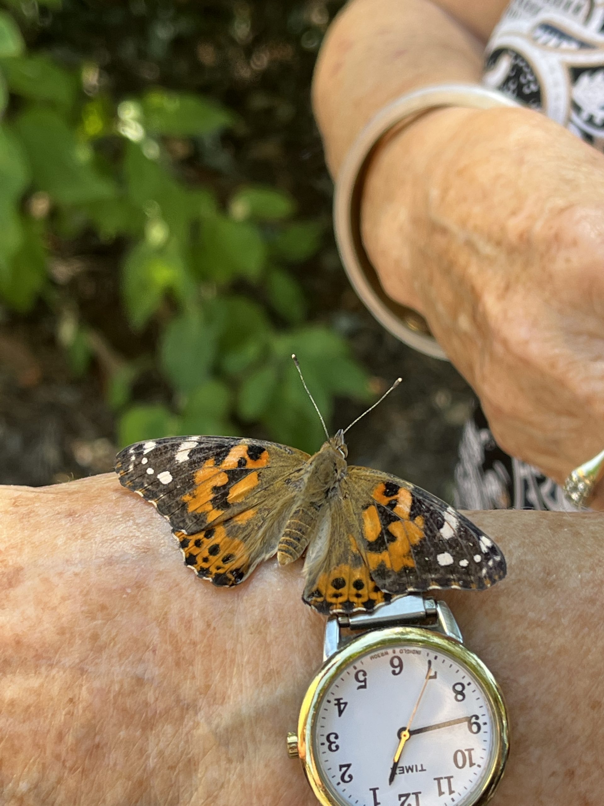 Butterfly Release Bereaved Families of Ontario Kingston Region