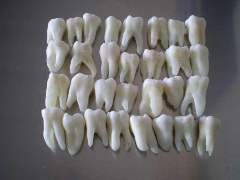 Real Human Teeth