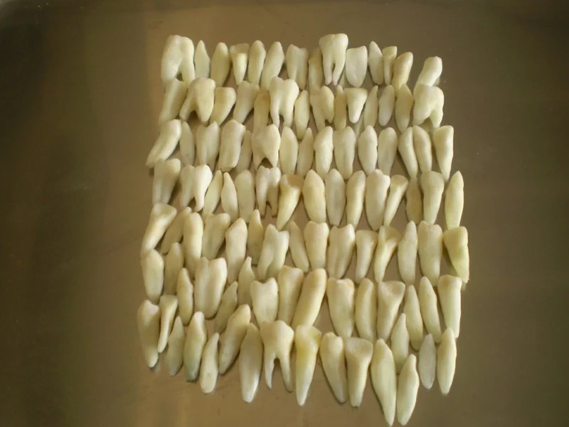 A SET OF 100 REAL HUMAN TOOTH bforbones