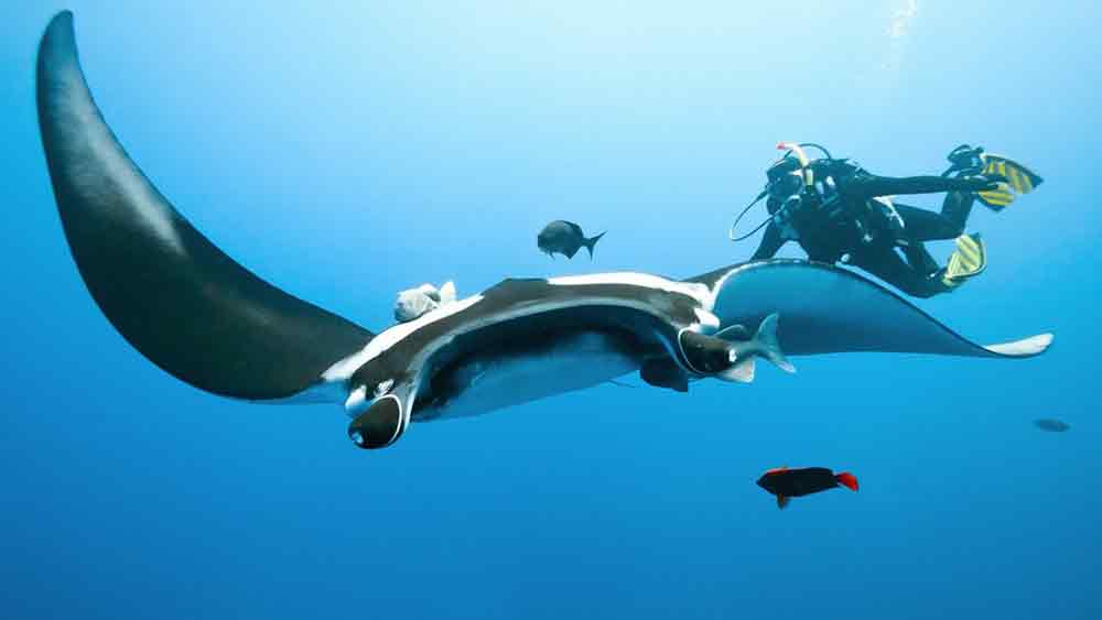 Swim with Manta Rays Bali Family Safe Tours