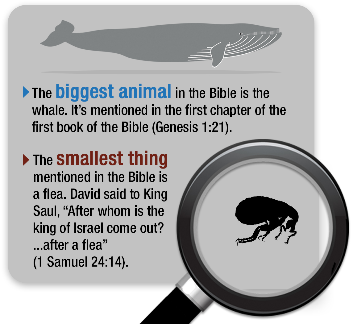 What are the Biggest and Smallest Living Things in the Bible? Bible(02)