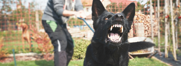 Dog Bites and Your Homeowner's Insurance BGES Group Insurance